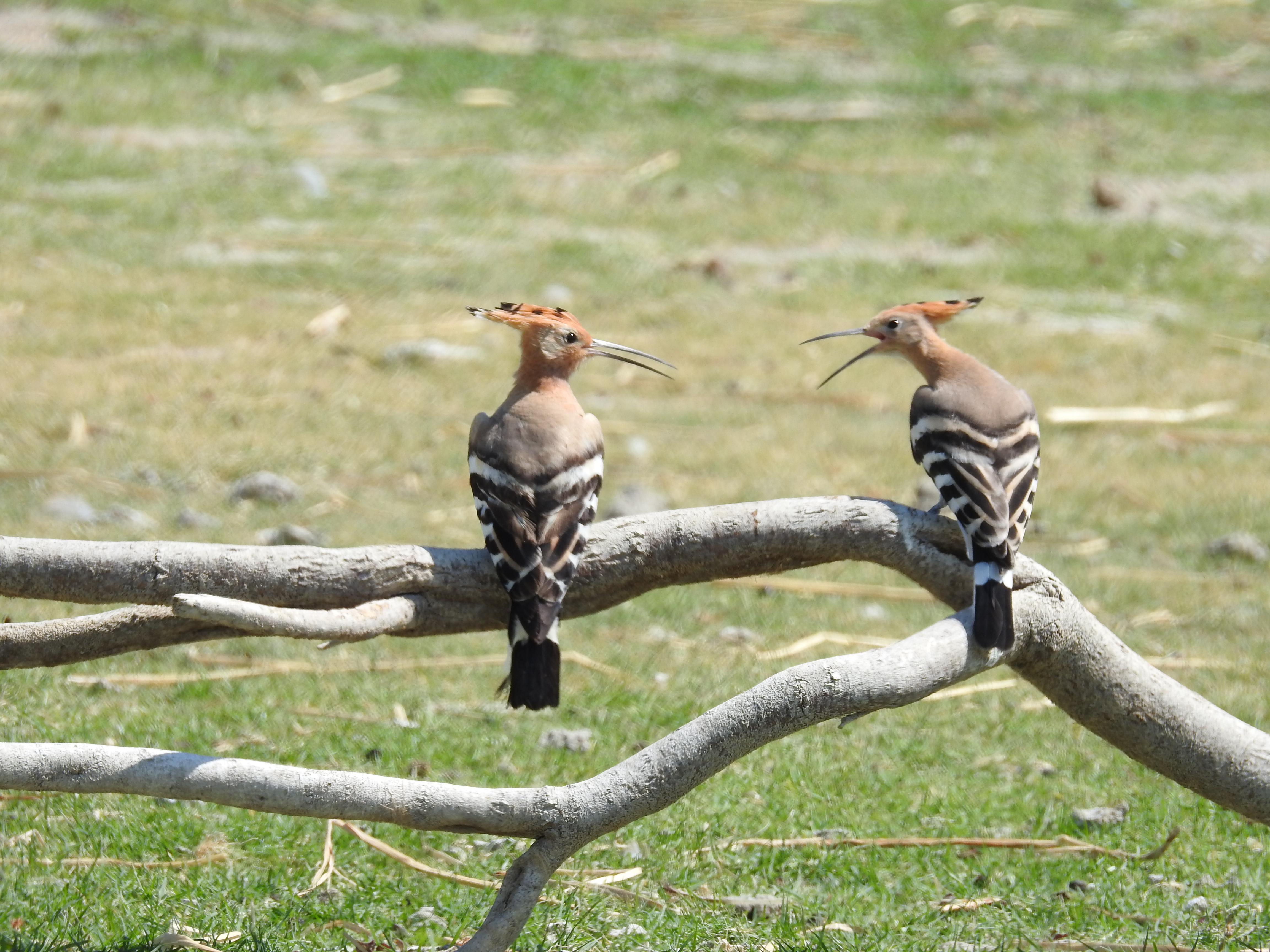 BEYTEPE'DE İBİBİK – KUŞLAR VE EDEBİYAT